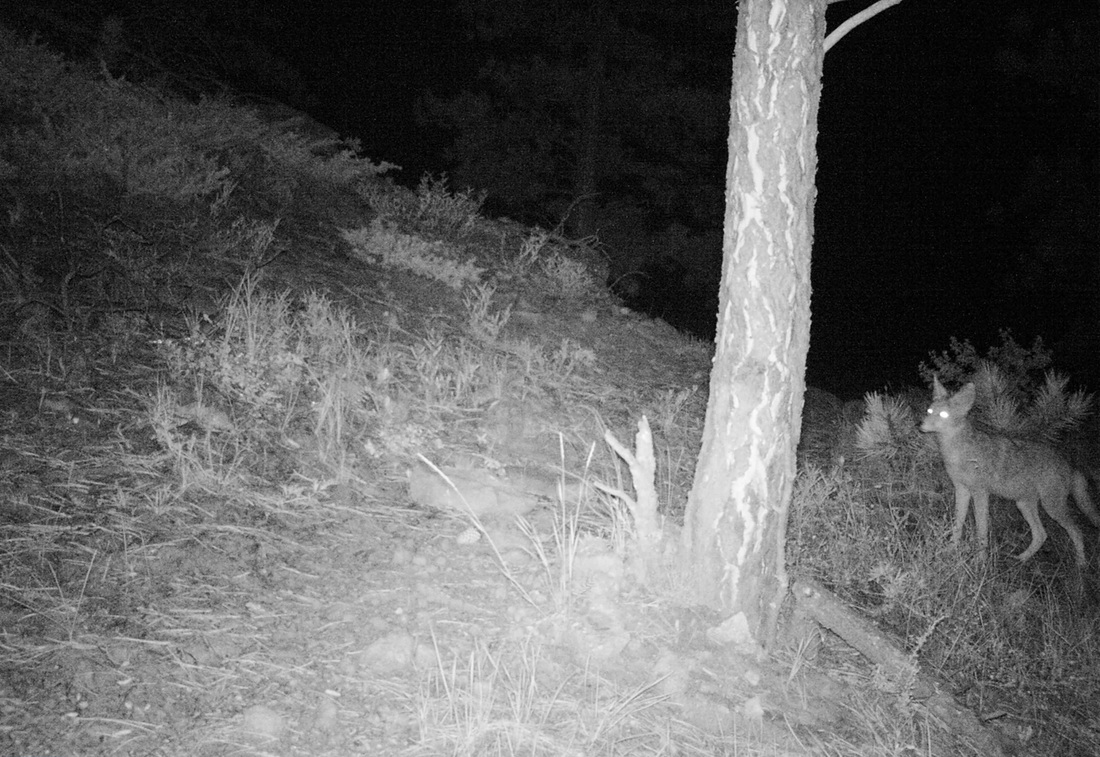 coyote at night