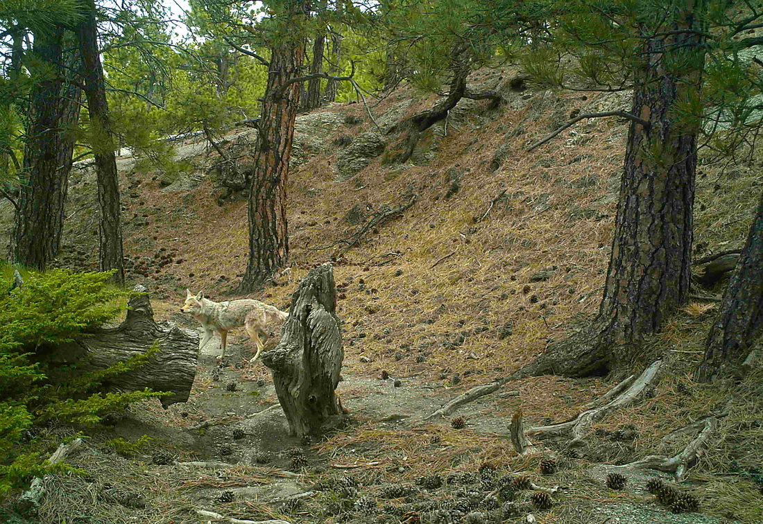 adult coyote in forest