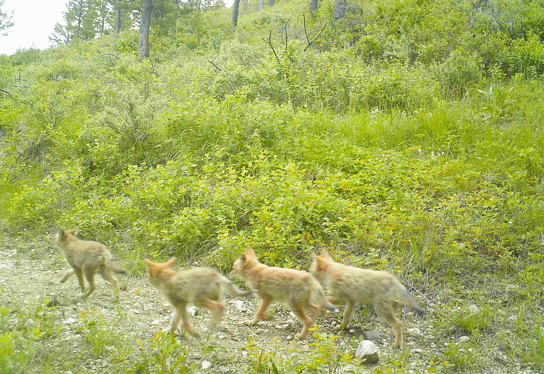 coyote pups on the prairie
