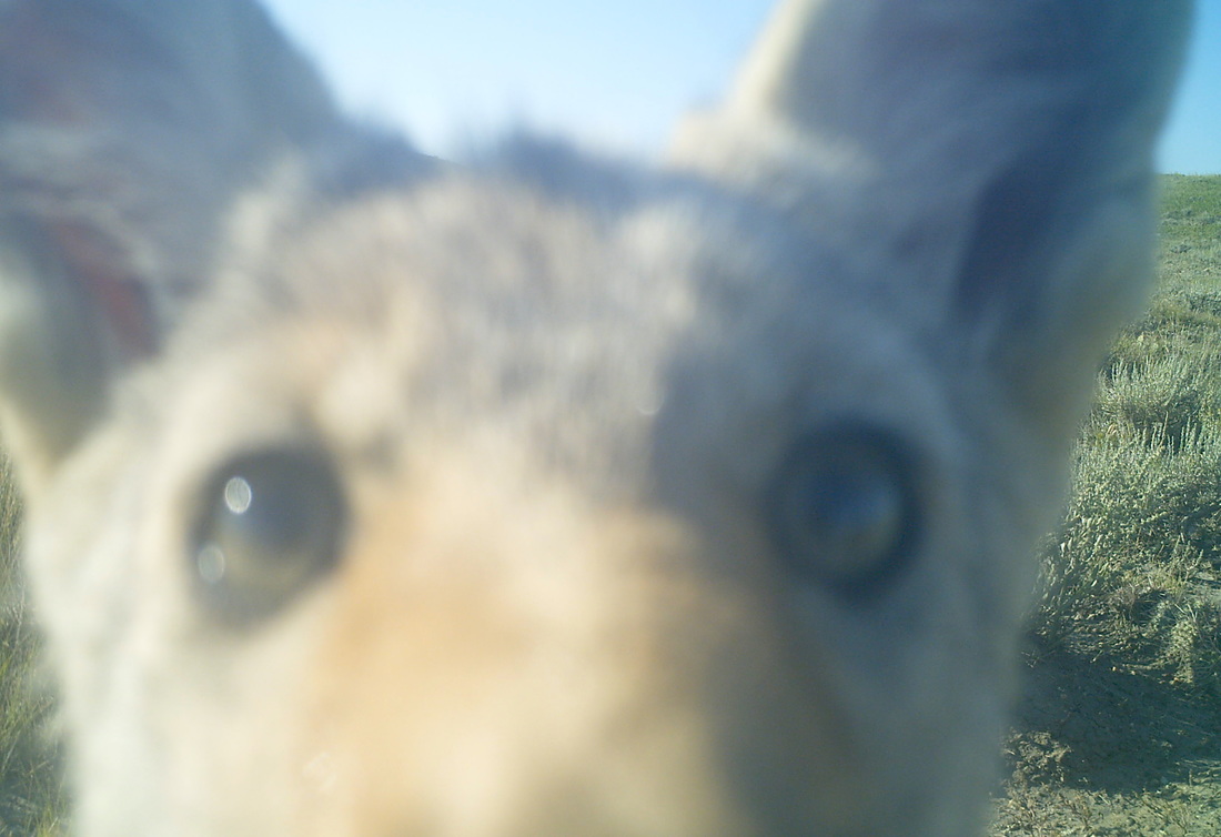 coyote selfie close up