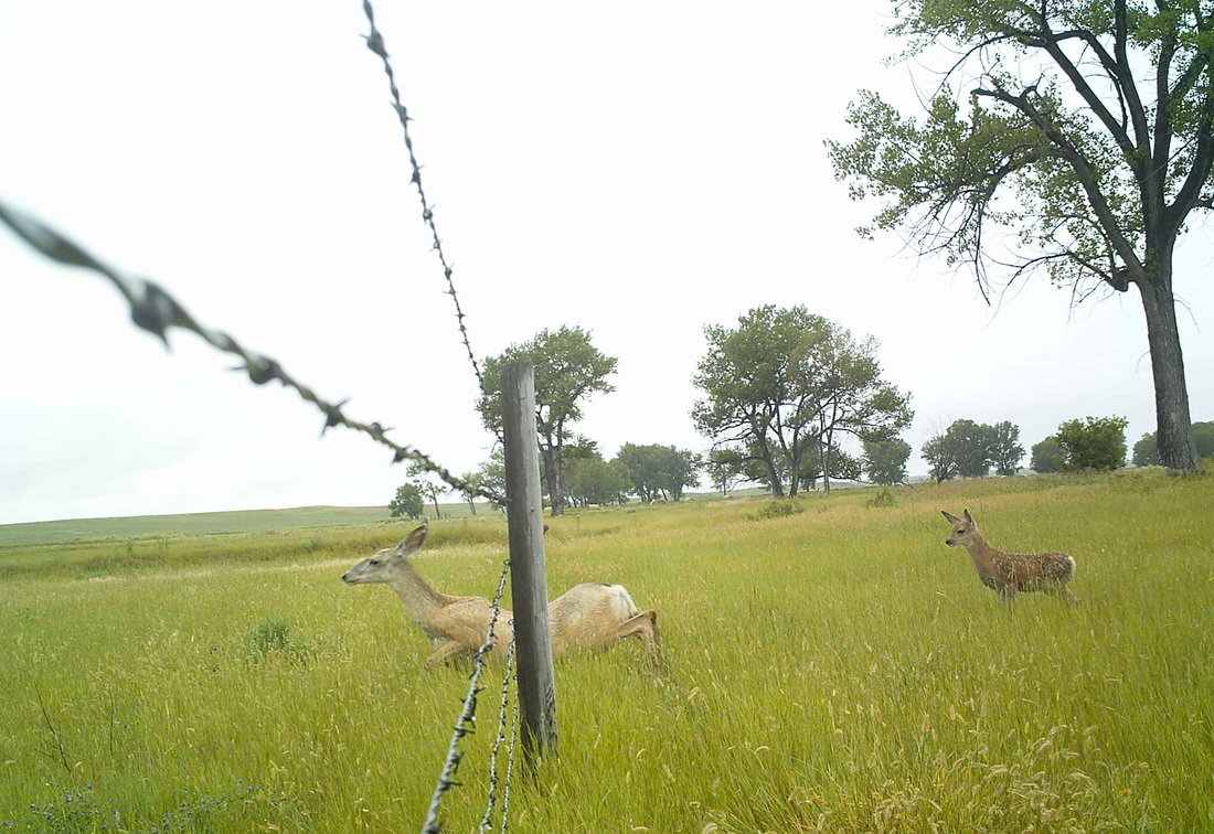 deer fence crossing