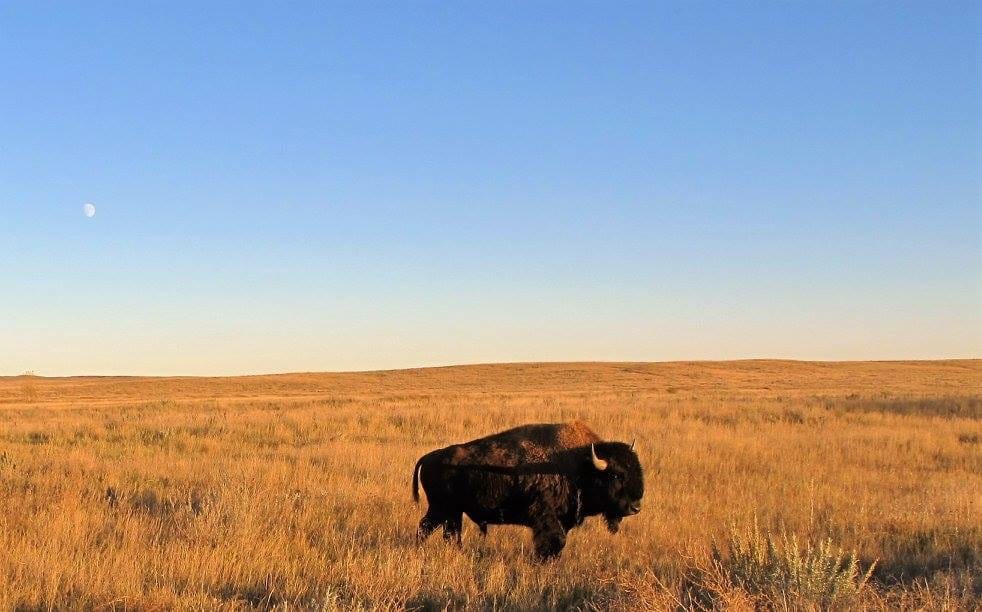 Bison on prairie