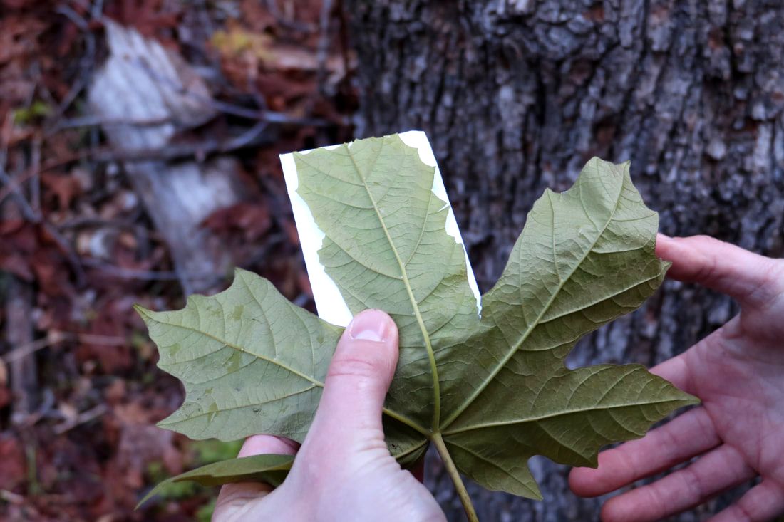 Preparing a leaf to be sampled. Photo by John B. Hanle