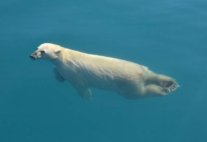 Paddleboarding with Polar Bears