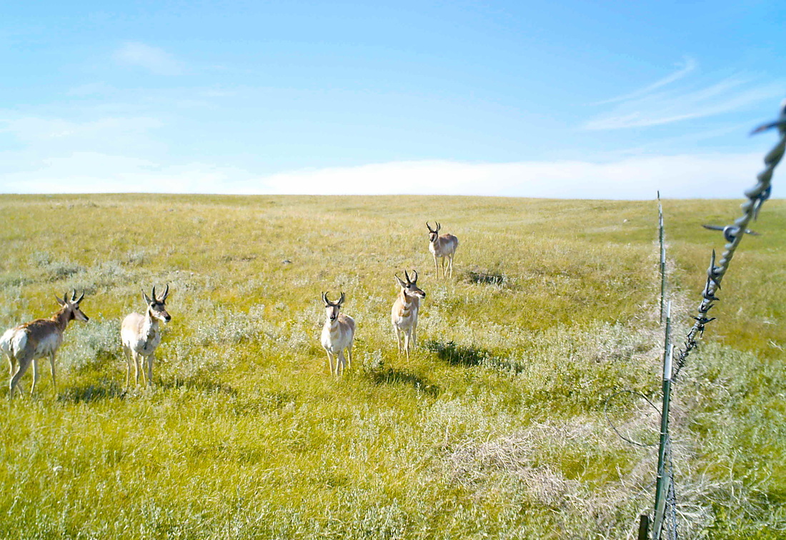 prairie pronghorn