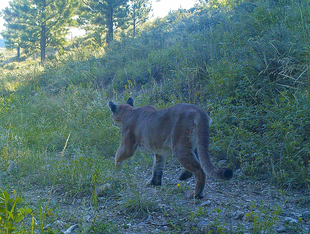 mountain lion on the prairie