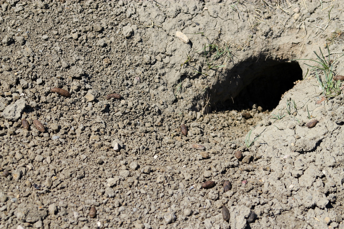 Prairie Dog burrow