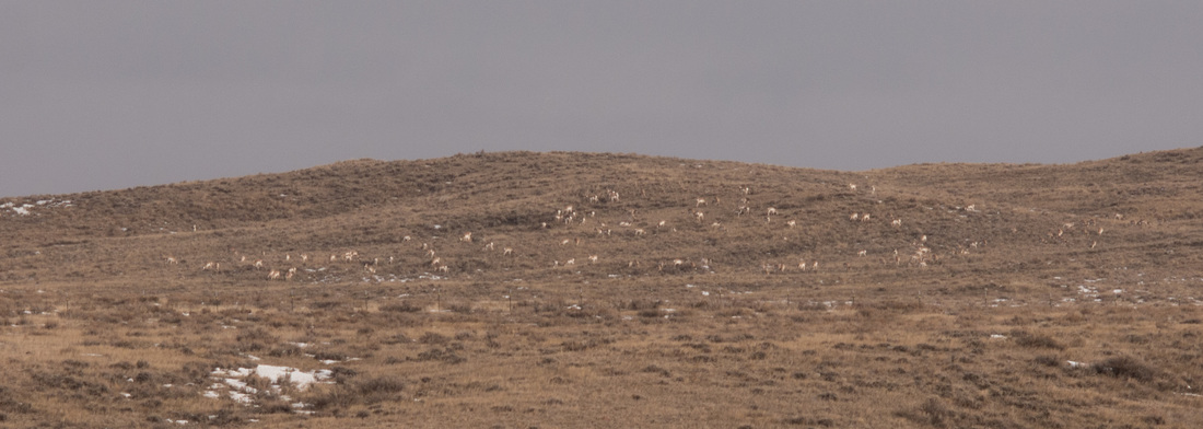 ﻿Lessons from the Pronghorn