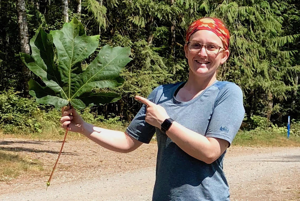 Biggest Bigleaf Maple Leaf Yet