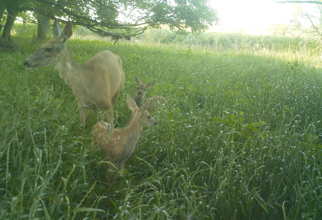 deer family on the prairie