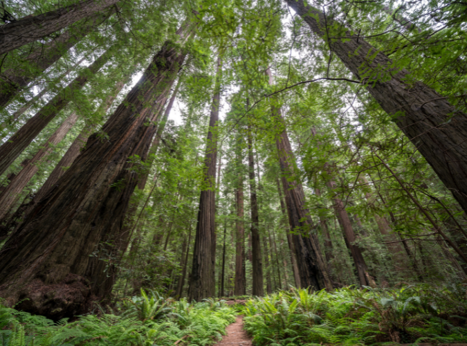 redwoodgrove