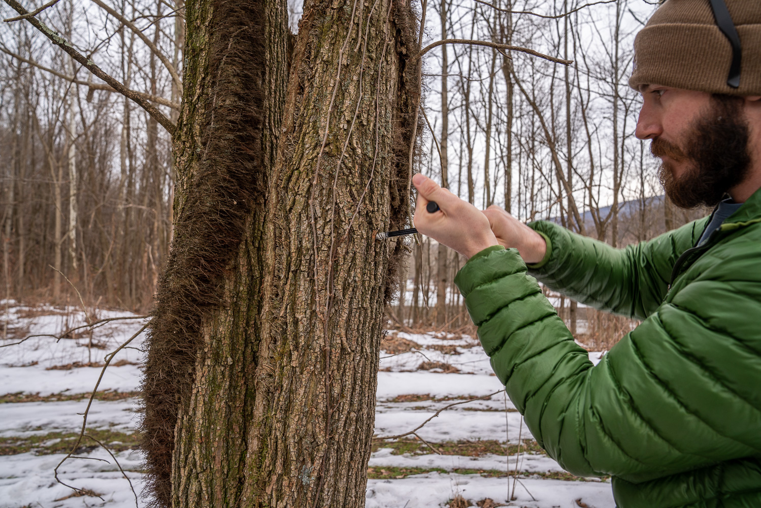 A bearded man with a winter coat and hat uses a tool to bore into the trunk of a tree.