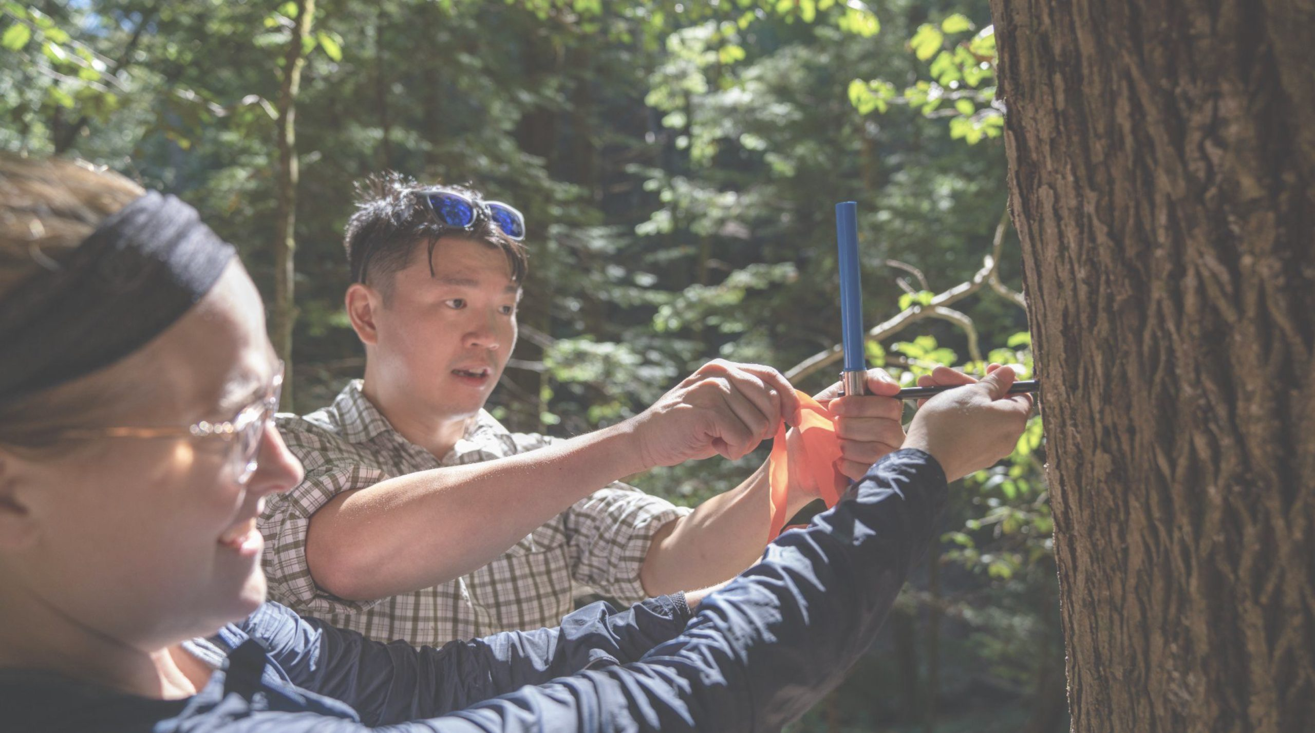 tree core sampling