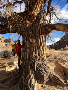 A hiker with pack perches next to a large tree with deeply-furrowed bark