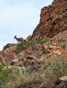 a bighorn sheep stands on a rock outcropping, wildflowers are in the foreground