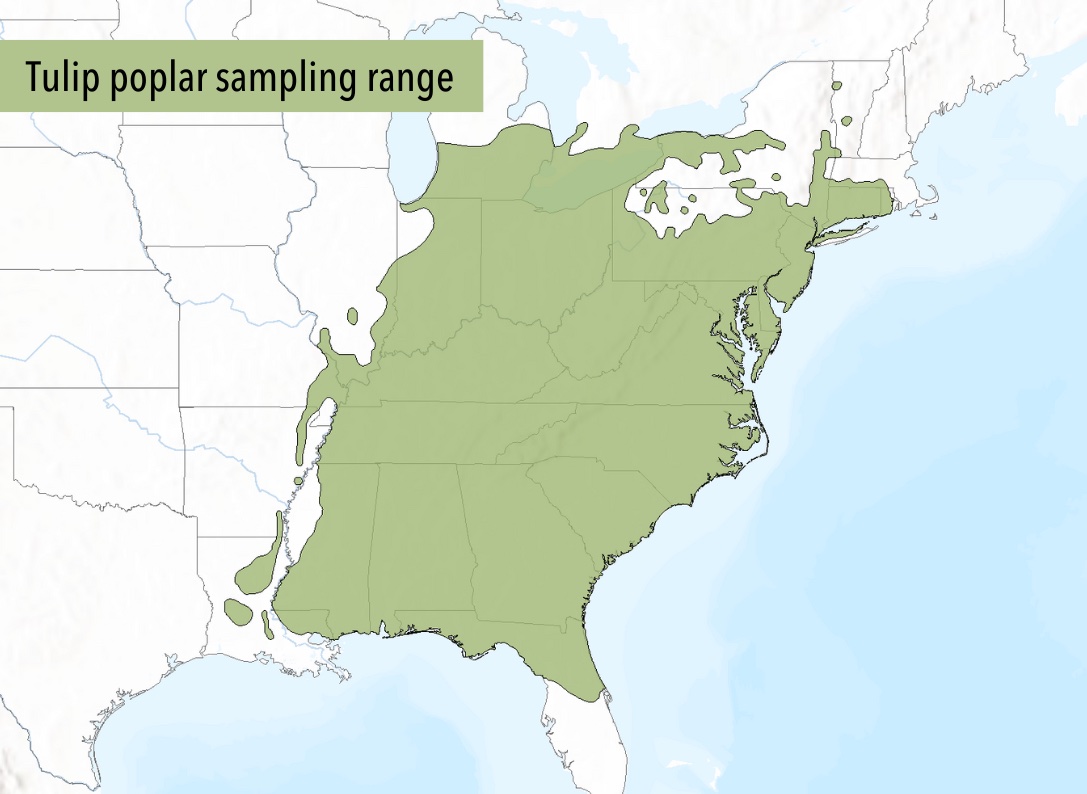 TP sampling range A map of the eastern united states with the sampling range of tulip poplar overlaid.
