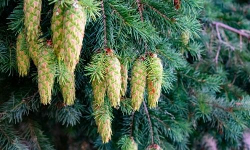 green cones hang on a douglas fir tree