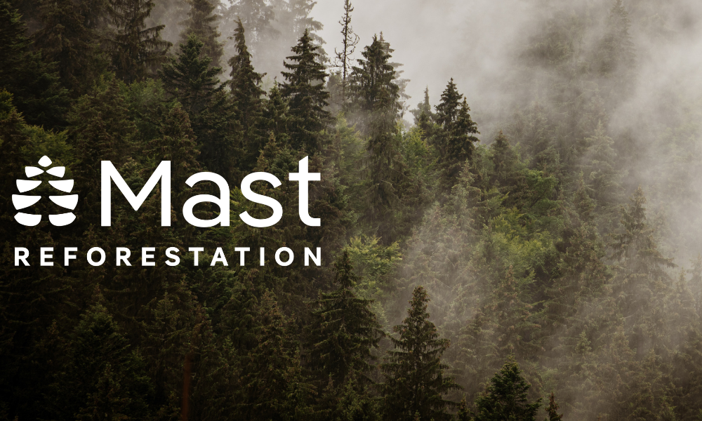 the Mast Reforestation logo over a misty conifer forest photo background