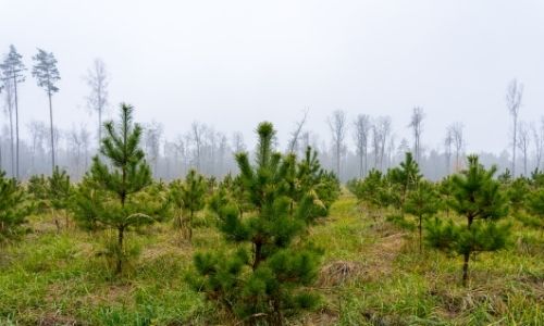 young conifer trees planted in the landscape grow 