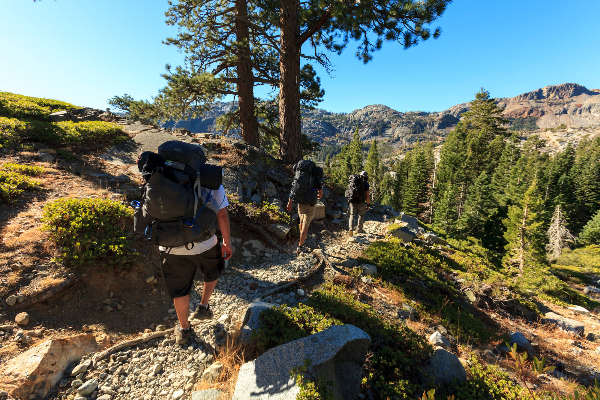 Volunteers hiking through the Pacific Northwest forest and alpine terrains collecting biodiversity data for conservation science.