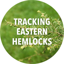 Hemlocks Project