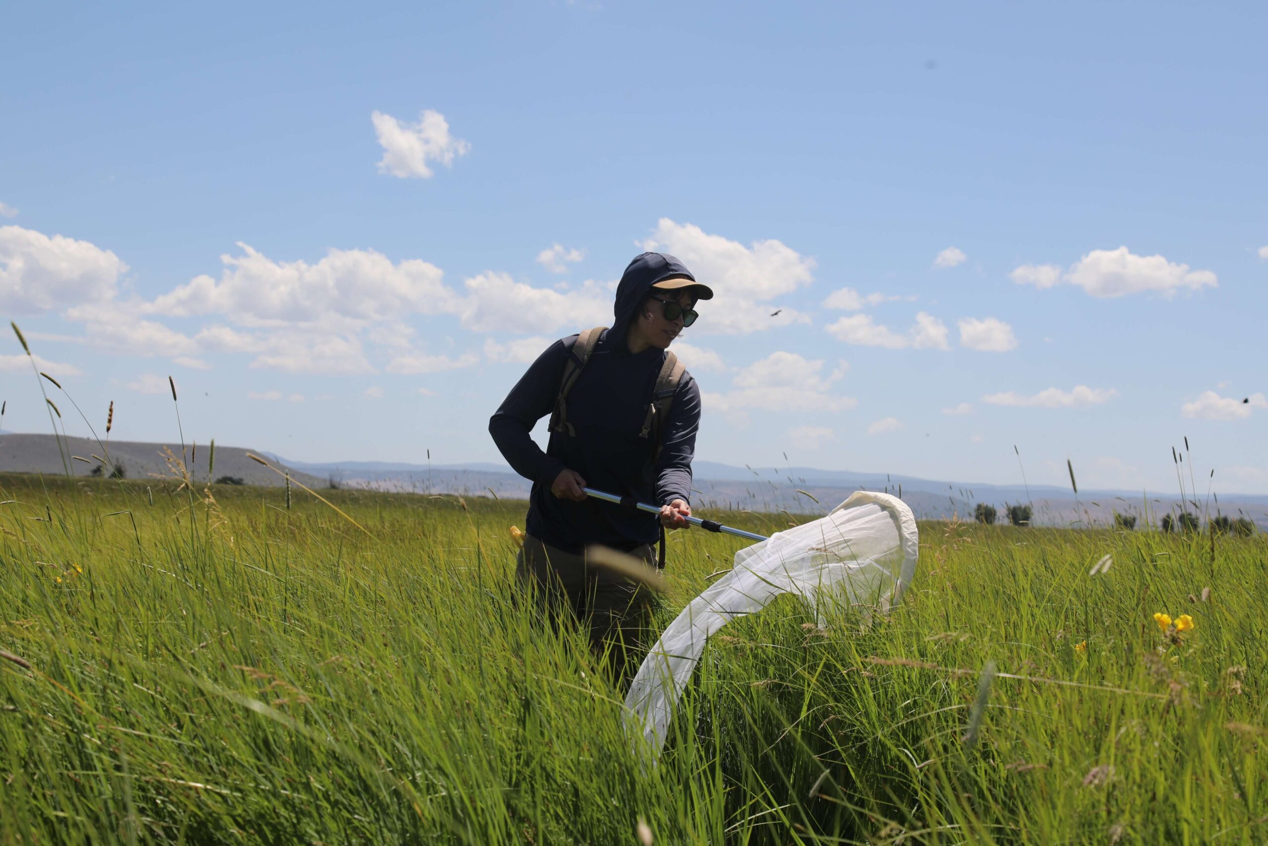 sweep_netting person in a meadow with butterfly net