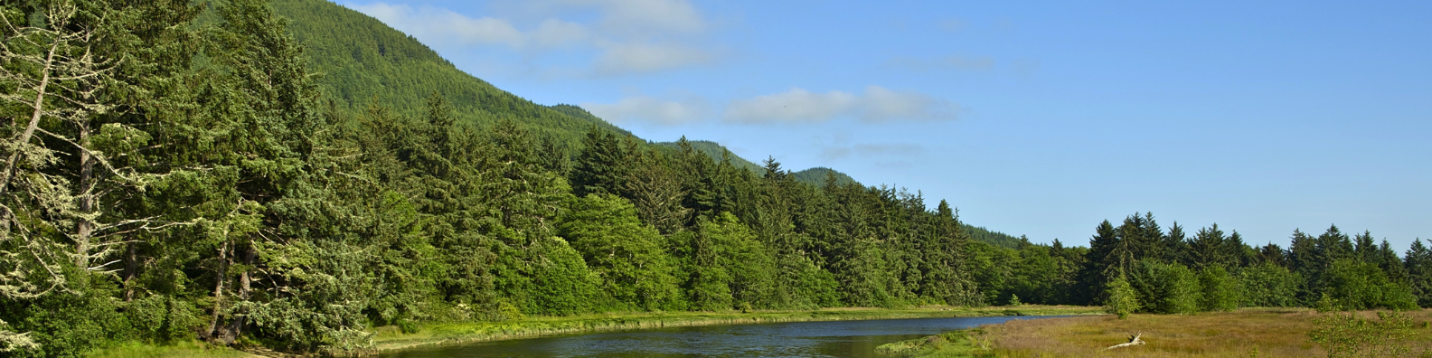 camp pollock trees and creek