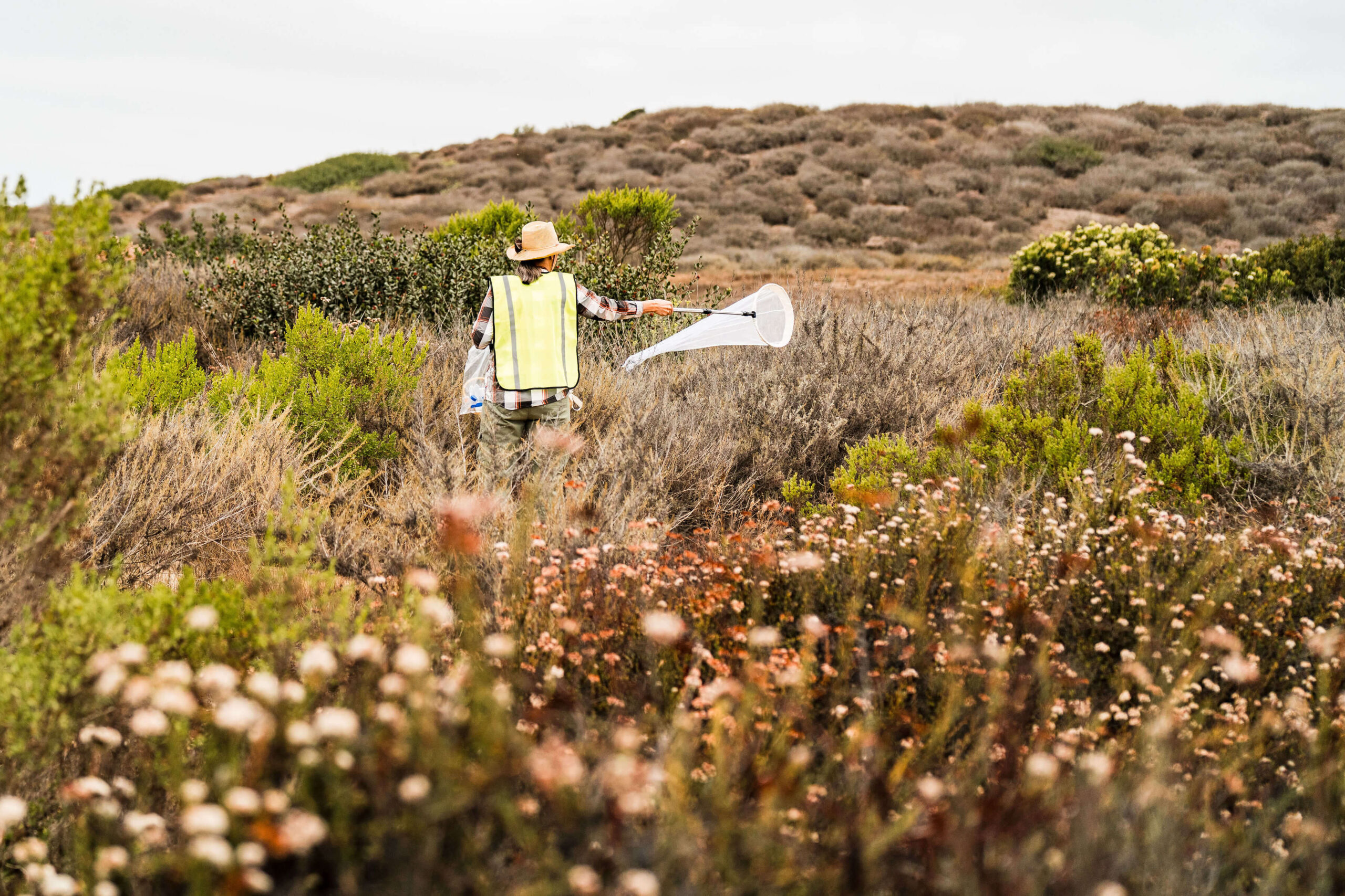 insect_collector_yellow_vest person in yellow vest in flowery meadow with insect net