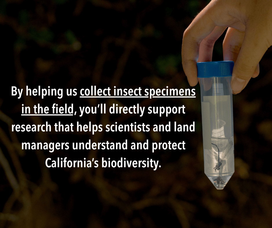 vial of collected insects with text
