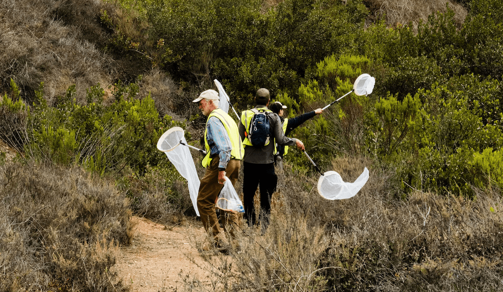 volunteers_sweep_netting people in vests on trail holding butterfly nets