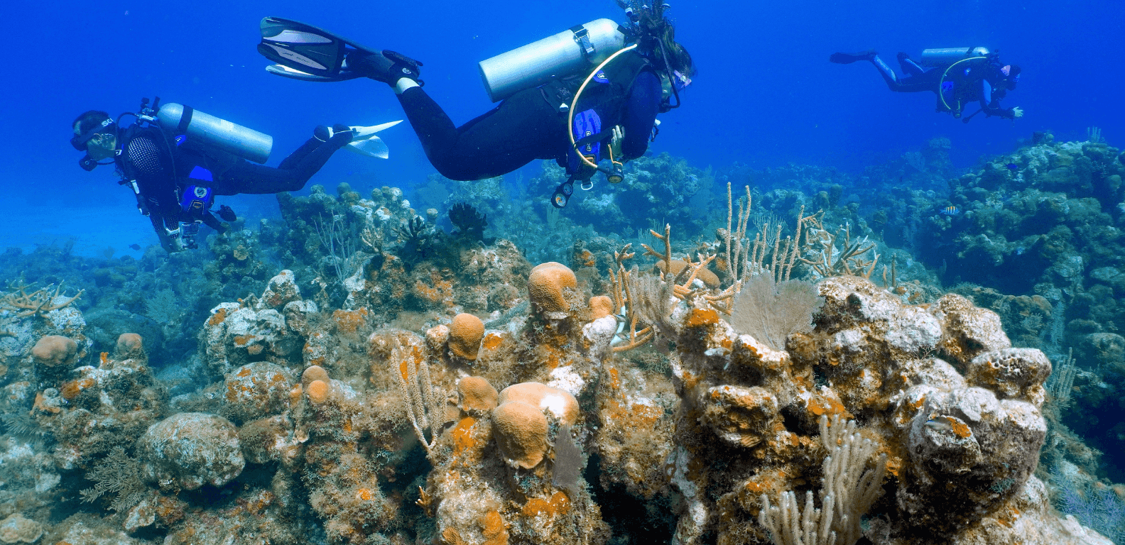 scuba divers in coral reef