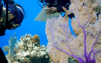 Coral Reef Application