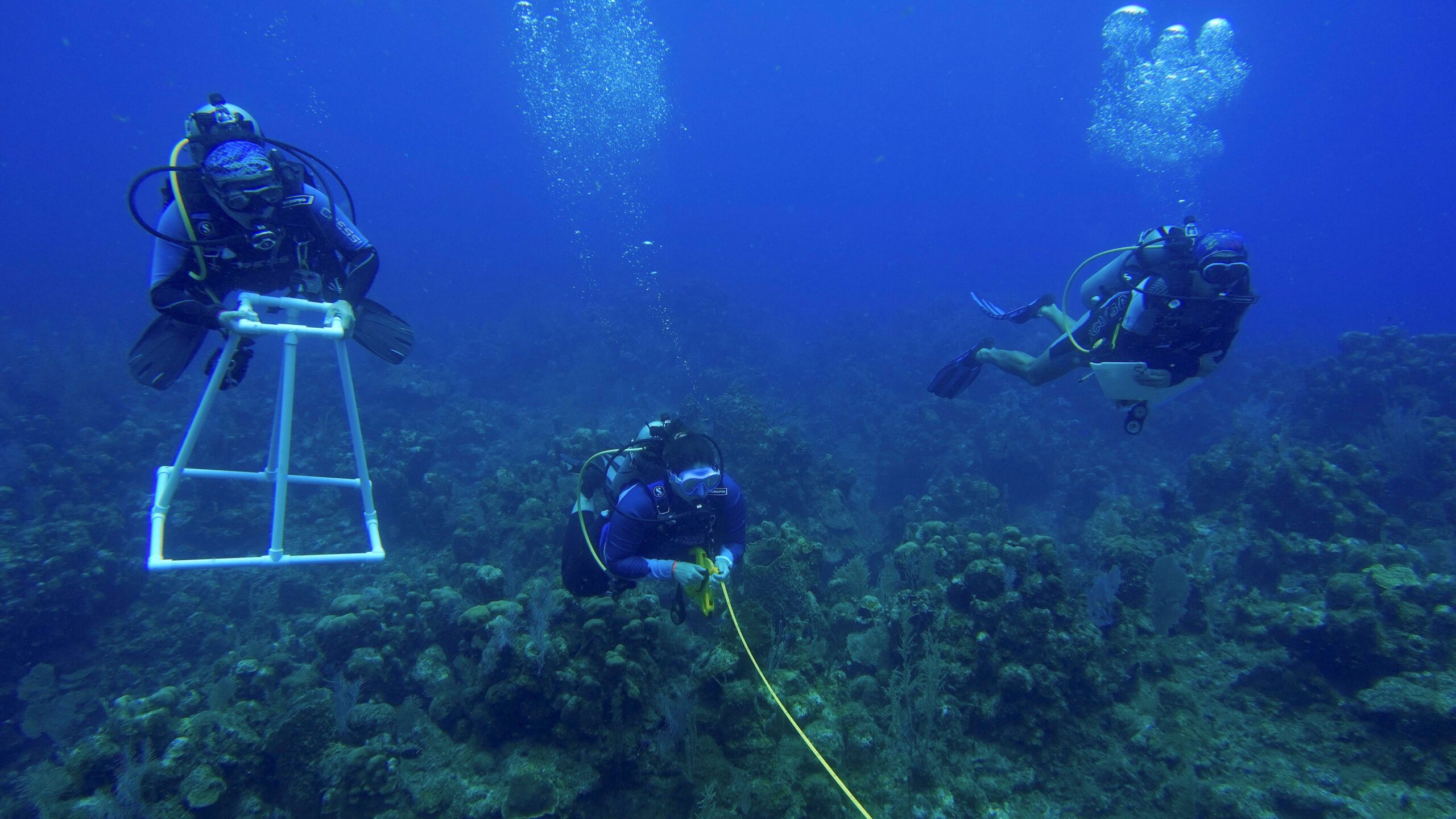 scuba_diver_four three scuba divers in coral reef