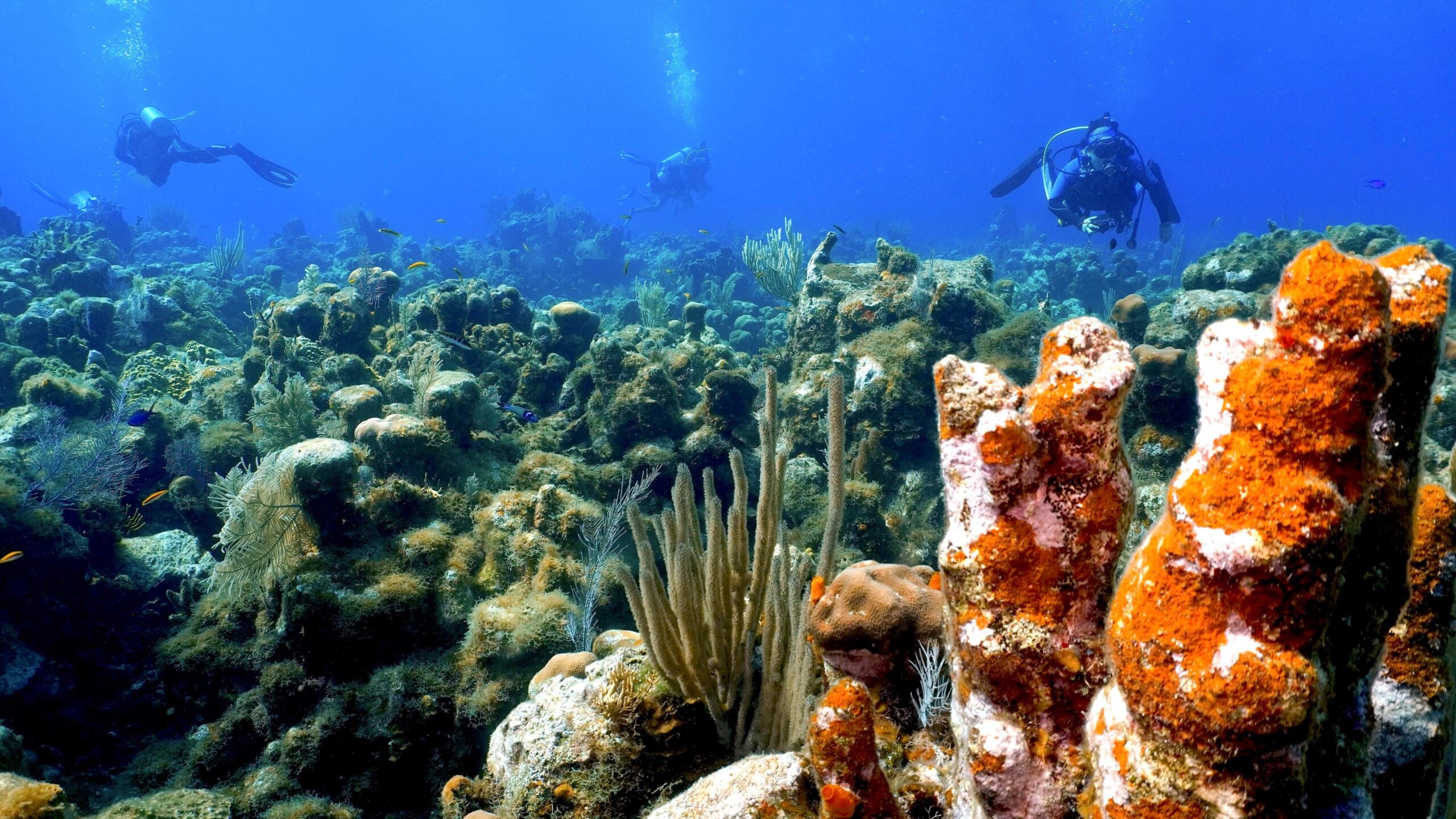 scuba_diver_three