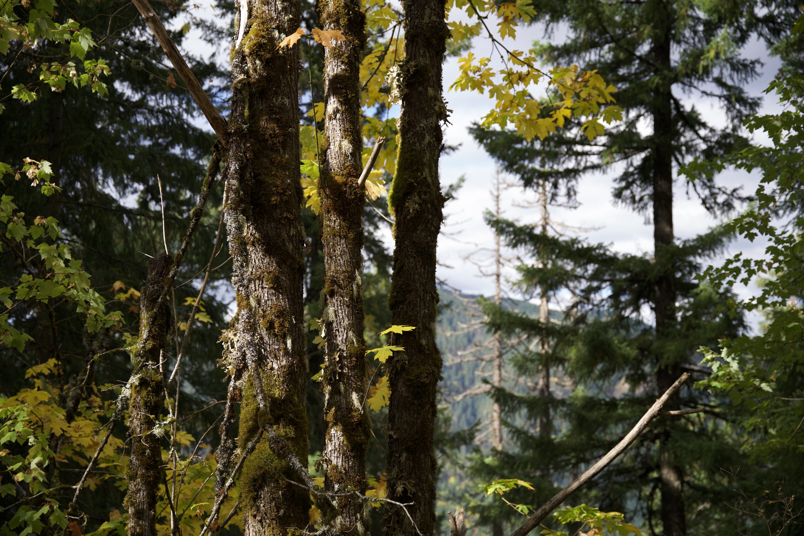 Remote Pacific Northwest backcountry with towering moss-covered trees, incredible wildlife habitats where acoustic monitoring devices are placed for biodiversity research.