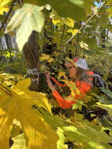 Volunteer deploying an autonomous recording unit for Pacific Northwest wildlife acoustic monitoring in a remote forest to support biodiversity research.