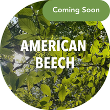 Coming Soon: Saving American Beech trees