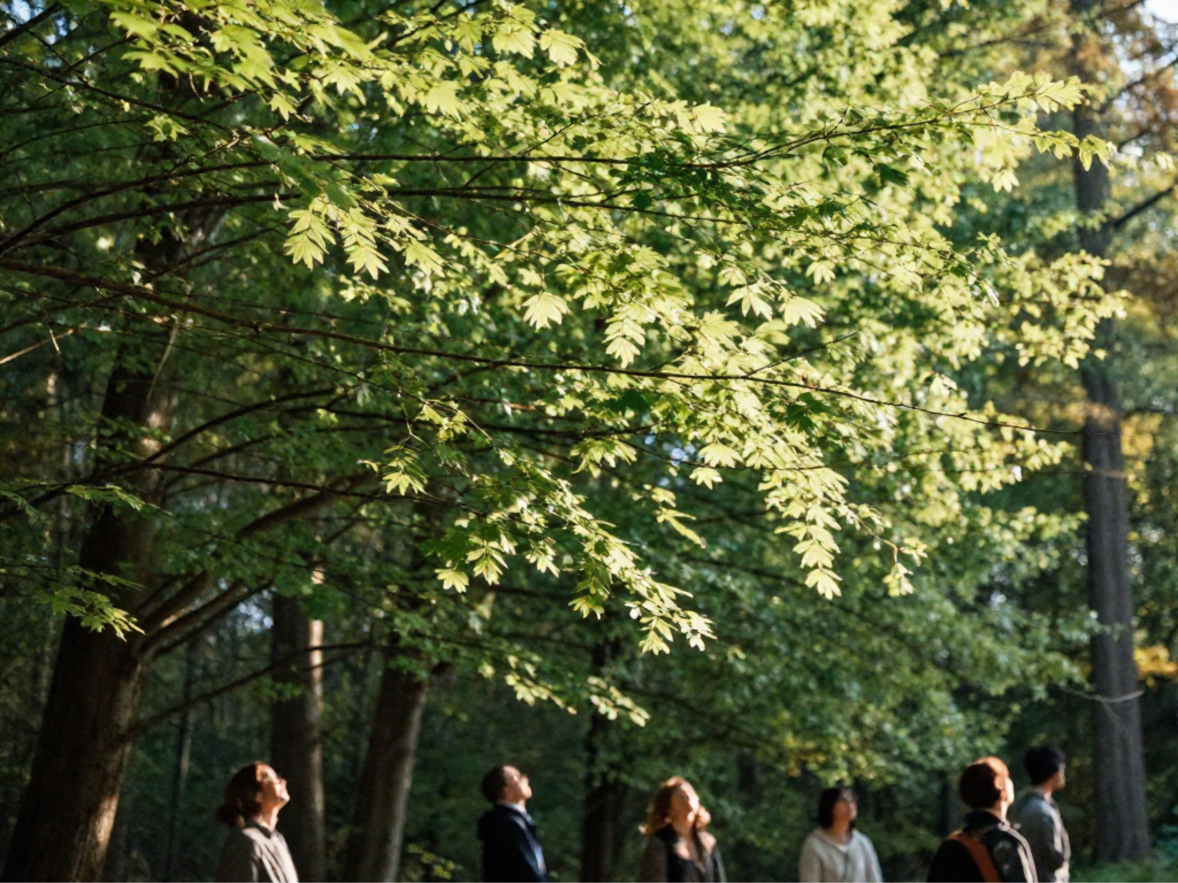 Volunteer explores eastern US forests in search of healthy beech trees to find disease-resistant trees and guide future restoration efforts.