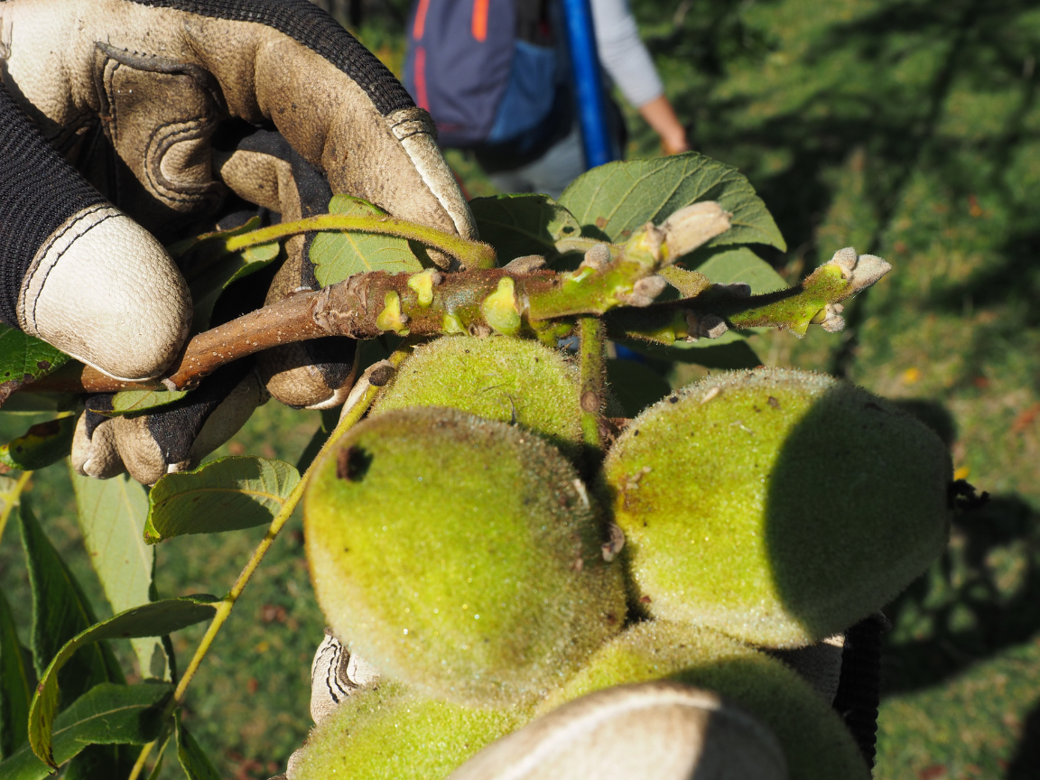 Butternuts are a valuable, buttery nut for animal food needs