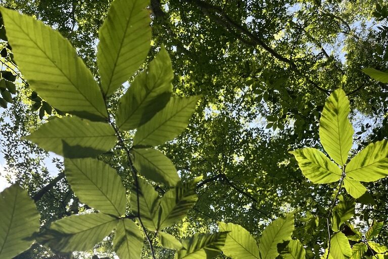 American Beech trees are declining, and Adventure Scientists Saving American Beech project is here to help!