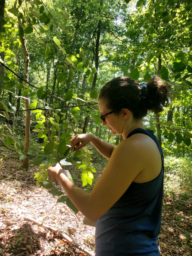 Volunteer collects a sample of an American Beech leaf for reforestation efforts