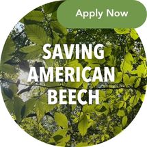 American Beech trees are declining, and Adventure Scientists Forest Resilience and Health projects are here to help!