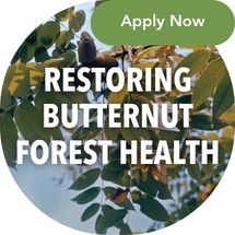 Butternut trees are rare, though if you can find them, they are typically on rocky hillsides or near water. Join Adventure Scientists to preserve Forest Health