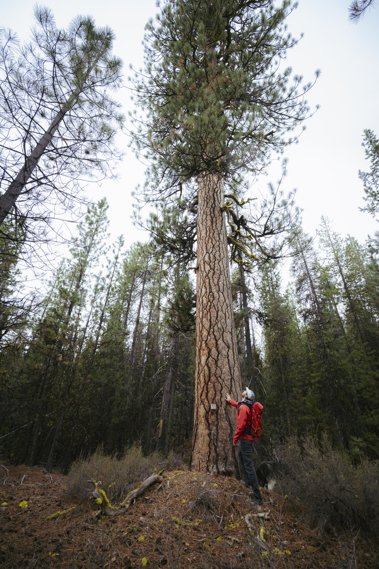 Adventure Scientists volunteer out in the field in Pacific Northwest forests for the US Forest Service