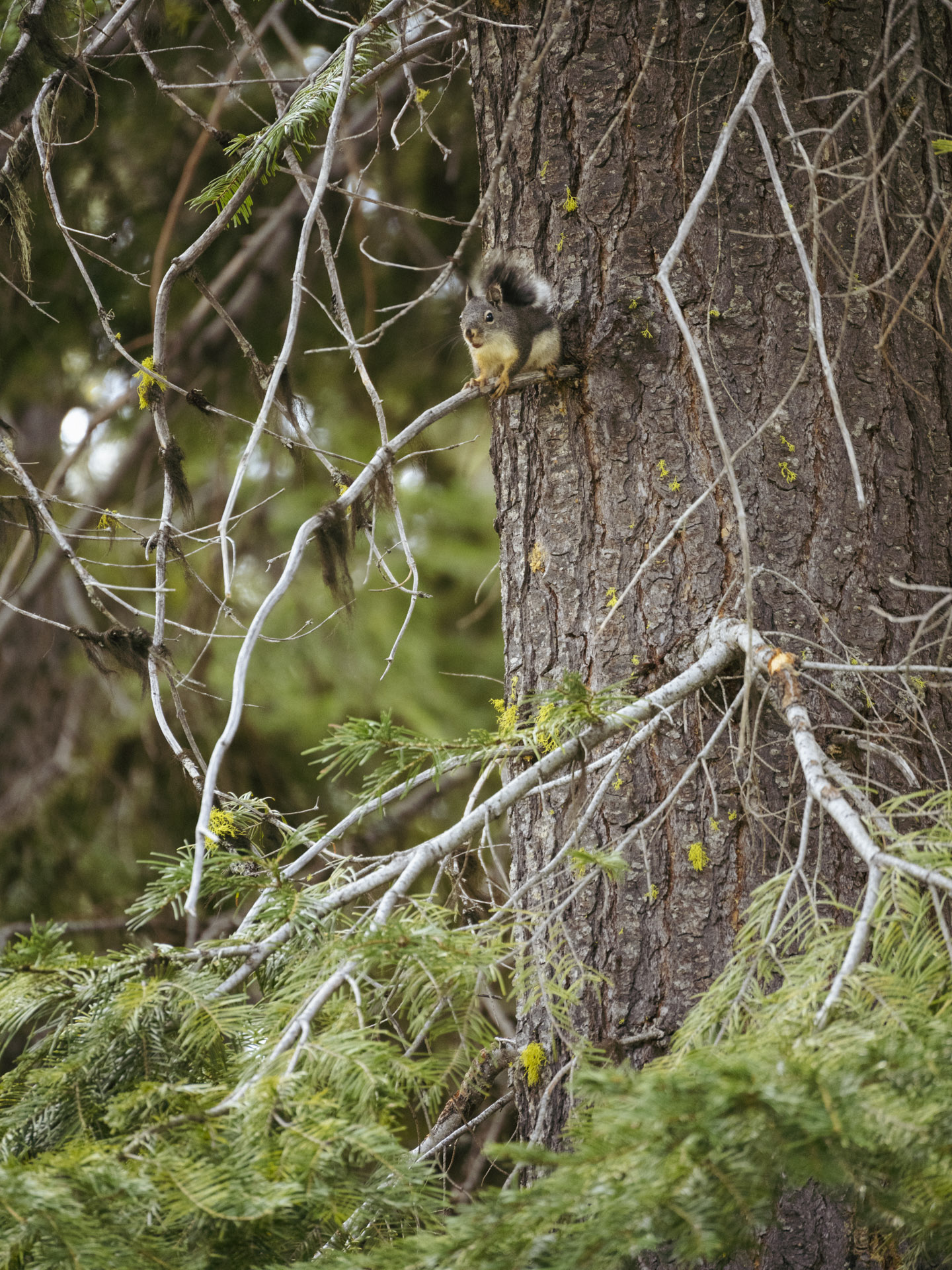 Wildlife in the PNW national forests