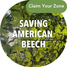 claim your beech zone