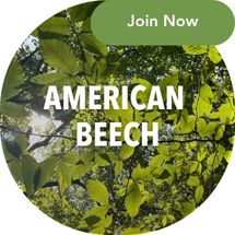 Join the American Beech project