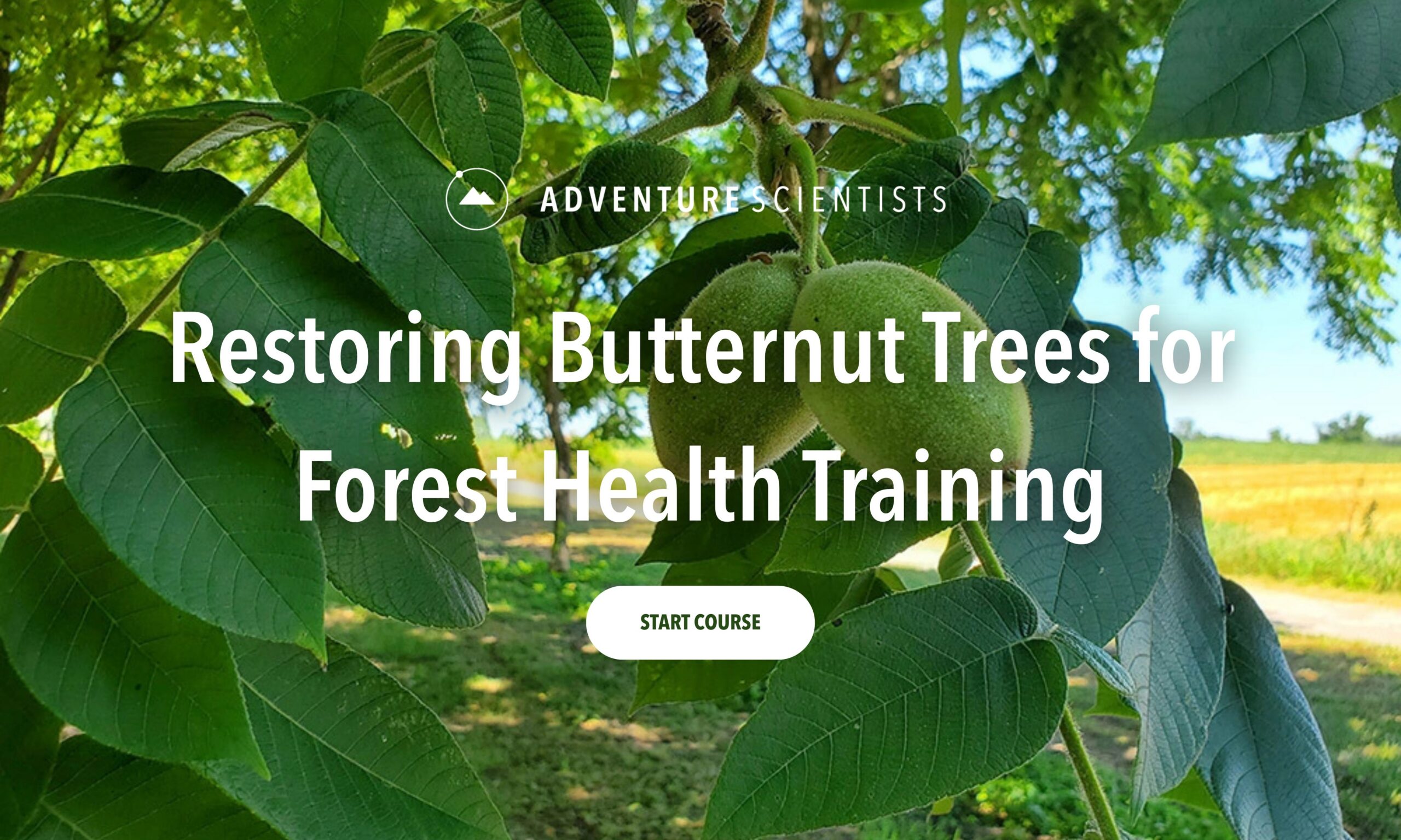 butternut training 