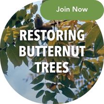 Join the Butternut project