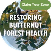 claim your butternut zone